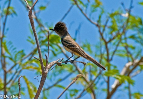 La Sagra's Flycatcher