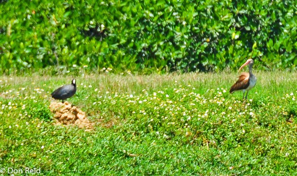 Coot and White Ibis