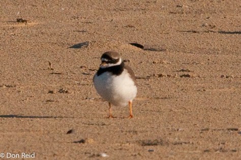 Common Ringed Plover