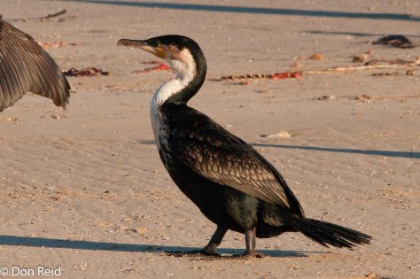 White-breasted Cormorant, Cape Recife