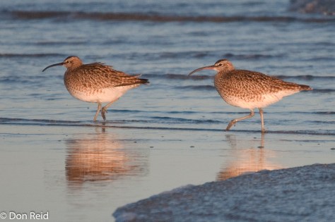 Whimbrels