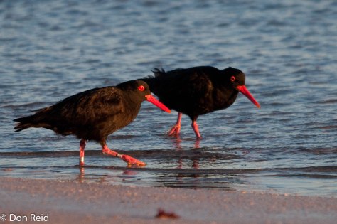 African Black Oystercatchers with ring showing