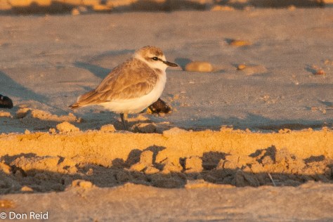 White-fronted Plover, Cape Recife