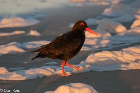 African Black Oystercatcher, Cape Recife
