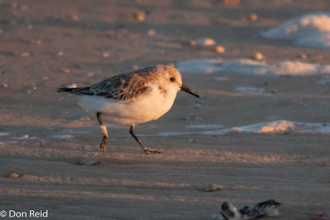 Sanderling, Cape Recife