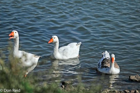 Domestic Geese