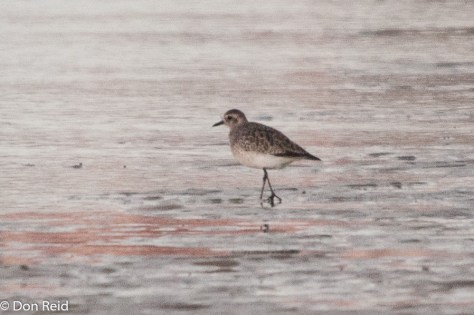 Grey Plover