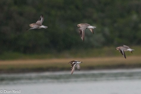 Grey Plovers and a Ruddy Turnstone