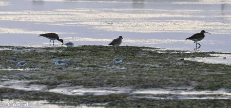 Whimbrels and Plovers