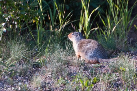 Canada help! I can't remember what this is