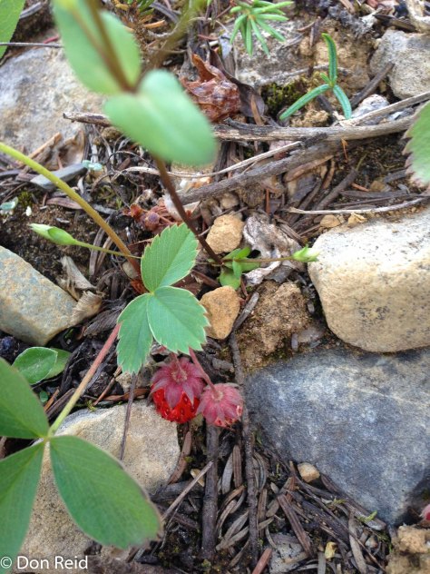 Wild strawberries