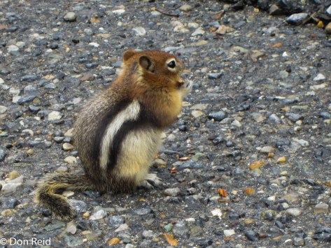 Real live Chipmunk