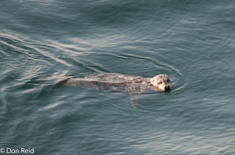 Harbour Seal, Victoria