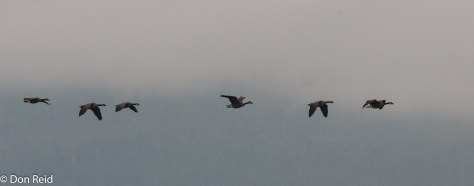 Canada Geese crossing the bow