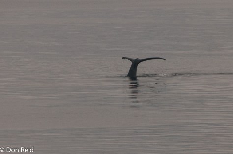 Pacific Humpback Whale