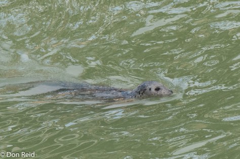Harbour Seal, Skagway