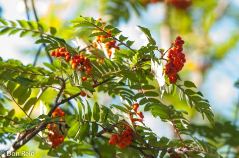 White Pass and Yukon Route Railway