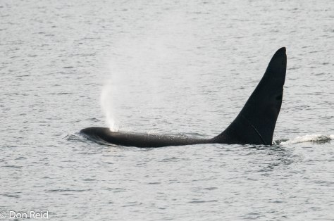 Orca Whales, Ketchikan