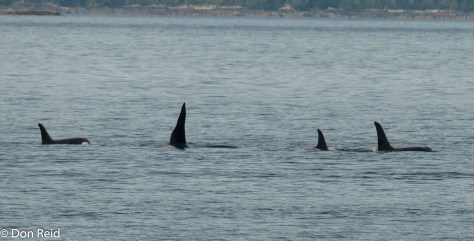 Orca Whales, Ketchikan