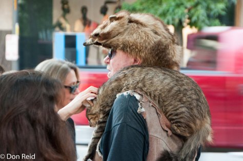 Seattle - Street scenes - Davy Crockett? The one on his head is a skin, the one on his shoulder is alive!