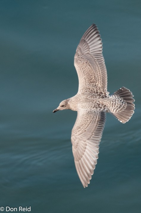 Glaucous-winged Gull (Juvenile), Inside Passage Alaska