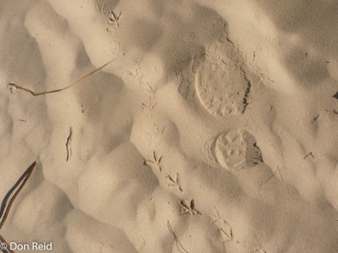 De Hoop NR - where the birds go, there I am, not far behind