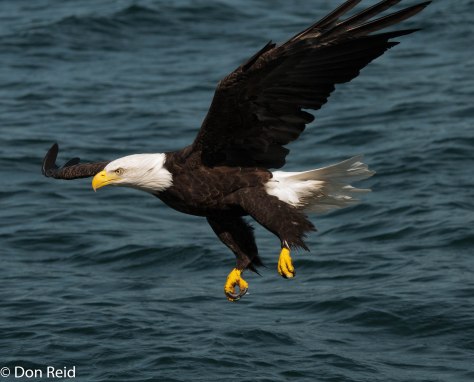 Bald Eagle, Englishtown Nova Scotia