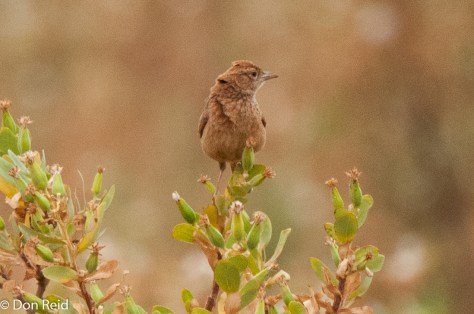 Eastern Clapper Lark, Vlaklaagte