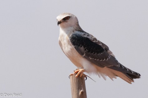 Black-shouldered Kite, Vlaklaagte