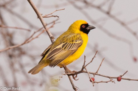 Southern Masked-Weaver, Potch area