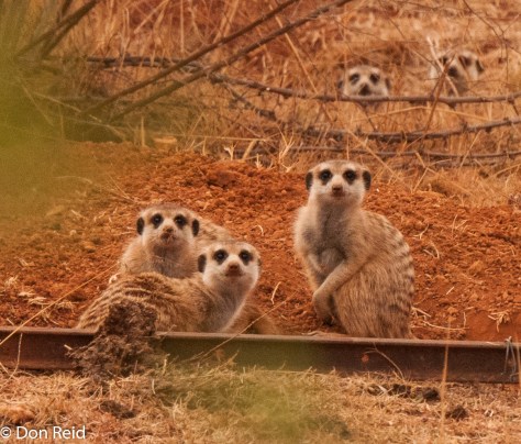 Suricate family, Potch area - very curious about my movements