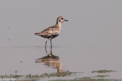 Pacific Golden Plover, Borakalalo NR