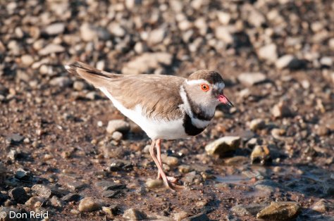 Three-banded Plover, Marievale Bird Sanctuary