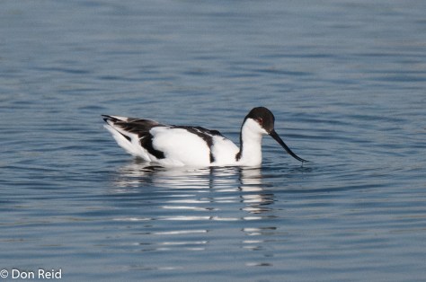 Pied Avocet, Marievale Bird Sanctuary