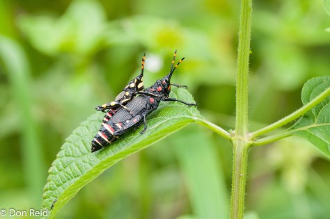 Insect and offspring, Entabeni forest