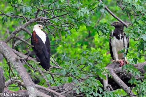Fish-Eagle and Martial Eagle eye each other