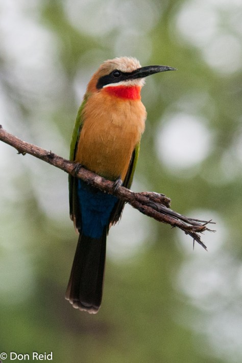 White-fronted Bee-Eater, Pafuri