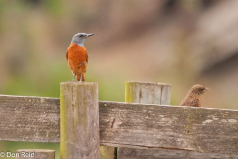 Cape Rock Thrush, Gouritz River