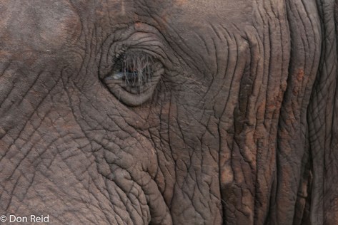 African Elephant, Punda Maria