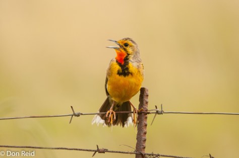 Cape Longclaw, Devon