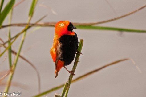 Red Bishop, Devon