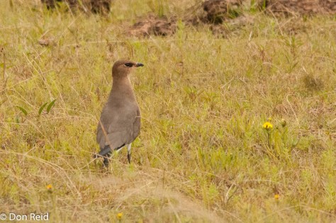 Black-winged Pratincole, Devon
