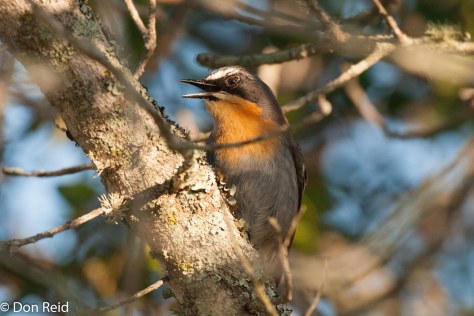 Cape Robin-Chat, De Hoop NR