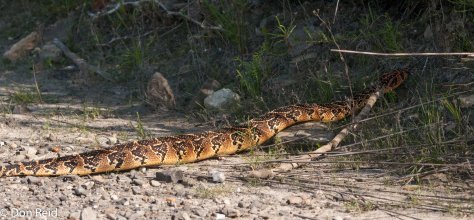 Puff Adder, De Hoop NR