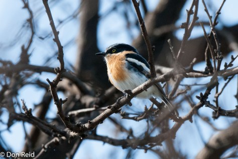 Pririt Batis, Camdeboo NP