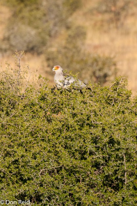 Secretarybird, Mountain Zebra NP