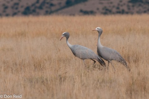 Blue Crane, Mountain Zebra NP