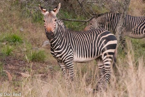 Mountain Zebra, in the Park created for them