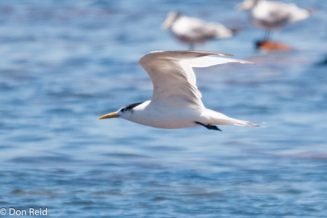 Swift Tern, Kommetjie