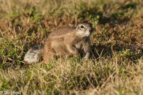 Ground Squirrel (Xerus inauris), Mountain Zebra NP